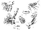 Espce Aetideopsis browsei - Planche 2 de figures morphologiques