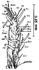 Espce Cymbasoma janetae - Planche 2 de figures morphologiques