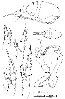 Species Stephos morii - Plate 1 of morphological figures