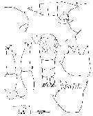 Espce Clausocalanus minor - Planche 11 de figures morphologiques