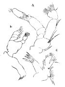 Espce Scolecithricella vespertina - Planche 2 de figures morphologiques