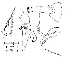Espce Euchaeta concinna - Planche 14 de figures morphologiques