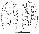 Espce Centropages furcatus - Planche 8 de figures morphologiques
