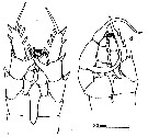 Species Centropages orsinii - Plate 6 of morphological figures