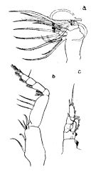 Espce Scolecithricella vespertina - Planche 3 de figures morphologiques