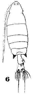 Espce Labidocera kryeri - Planche 12 de figures morphologiques