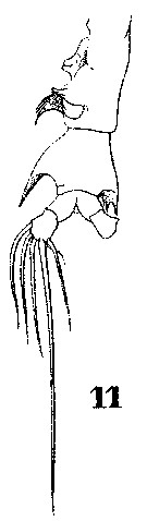 Espce Labidocera kryeri - Planche 13 de figures morphologiques