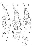Espce Scolecithricella vespertina - Planche 4 de figures morphologiques