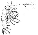 Espce Haloptilus ornatus - Planche 11 de figures morphologiques