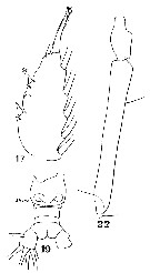 Espce Haloptilus ornatus - Planche 12 de figures morphologiques