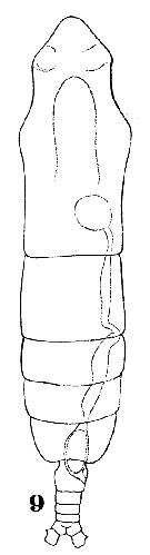 Espce Haloptilus ornatus - Planche 13 de figures morphologiques