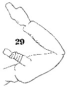Espce Haloptilus longicornis - Planche 18 de figures morphologiques
