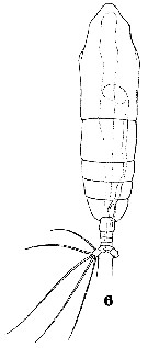 Espce Haloptilus mucronatus - Planche 12 de figures morphologiques