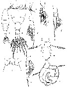 Espce Acartia (Acanthacartia) tsuensis - Planche 1 de figures morphologiques