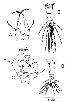 Espce Acartia (Acanthacartia) tsuensis - Planche 2 de figures morphologiques