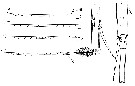 Espce Aegisthus mucronatus - Planche 17 de figures morphologiques