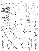 Espce Euchirella messinensis - Planche 28 de figures morphologiques