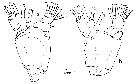 Espce Euchirella messinensis - Planche 33 de figures morphologiques