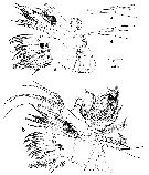 Espce Euchirella messinensis - Planche 34 de figures morphologiques