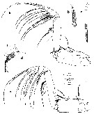 Espce Euchirella messinensis - Planche 36 de figures morphologiques