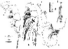 Espce Euchirella messinensis - Planche 37 de figures morphologiques