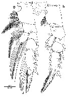 Espce Euchirella messinensis - Planche 38 de figures morphologiques