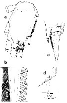 Espce Euchirella messinensis - Planche 39 de figures morphologiques