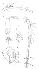 Espce Paracartia africana - Planche 2 de figures morphologiques