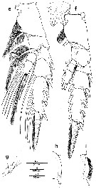 Espce Euchirella messinensis - Planche 40 de figures morphologiques