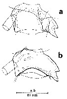 Espce Euchirella messinensis - Planche 41 de figures morphologiques