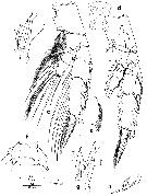 Espce Euchirella messinensis - Planche 42 de figures morphologiques