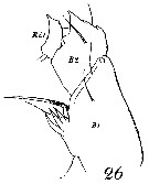 Espce Euchirella bella - Planche 16 de figures morphologiques