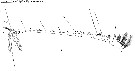 Espce Euchirella messinensis - Planche 44 de figures morphologiques