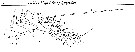 Espce Euchirella messinensis - Planche 51 de figures morphologiques