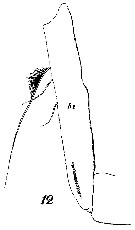 Espce Euchirella messinensis - Planche 47 de figures morphologiques