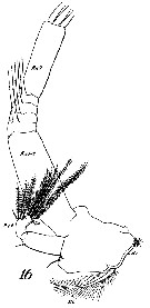 Espce Euchirella messinensis - Planche 45 de figures morphologiques