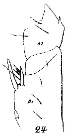 Espce Euchirella messinensis - Planche 48 de figures morphologiques