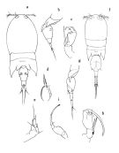 Espce Corycaeus (Onychocorycaeus) pacificus - Planche 1 de figures morphologiques