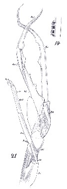Espce Euchirella messinensis - Planche 53 de figures morphologiques