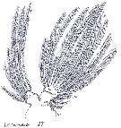Espce Euchirella messinensis - Planche 52 de figures morphologiques