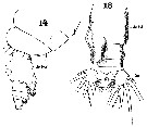 Espce Euchirella messinensis - Planche 49 de figures morphologiques