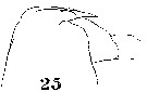 Espce Euchirella messinensis - Planche 50 de figures morphologiques