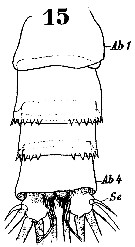 Espce Euchirella messinensis - Planche 54 de figures morphologiques