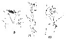 Espce Euchirella curticauda - Planche 19 de figures morphologiques