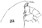 Espce Euchirella rostrata - Planche 25 de figures morphologiques