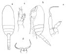 Espce Drepanopus pectinatus - Planche 1 de figures morphologiques