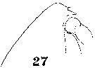Espce Euchirella pulchra - Planche 17 de figures morphologiques