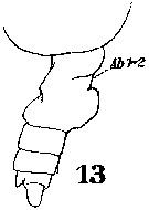 Species Euchirella pulchra - Plate 15 of morphological figures