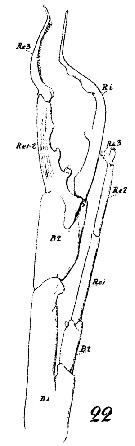 Espce Euchirella pulchra - Planche 18 de figures morphologiques