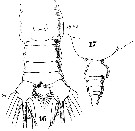 Espce Euchirella rostrata - Planche 32 de figures morphologiques